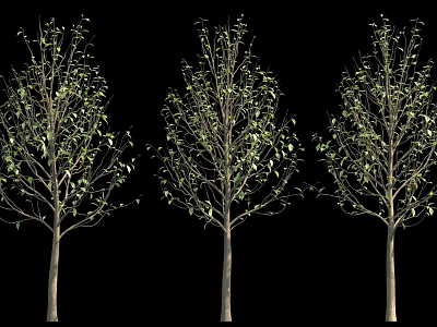 Three Trees With Green Leaves And Brown Trunks On Black Background 3d model