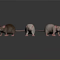 Three Brown White and Pink Rats Standing on Reflective Surface Against Dark Background