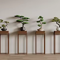 Bonsai Plants Display On Wooden Stands Against Light Wall And Wooden Floor