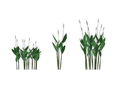 Purple Flowering Plants With Green Leaves In Three Clusters Of Different Heights 3d model