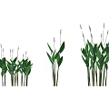 Purple Flowering Plants With Green Leaves In Three Clusters Of Different Heights