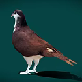 A brown and white pigeon standing on green background with visible shadow 3d model