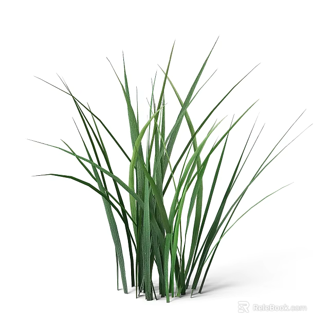 Fresh Green Ornamental Grass With Long Leaves For Home Decoration 3d model 
