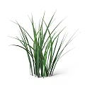 Fresh Green Ornamental Grass With Long Leaves For Home Decoration
