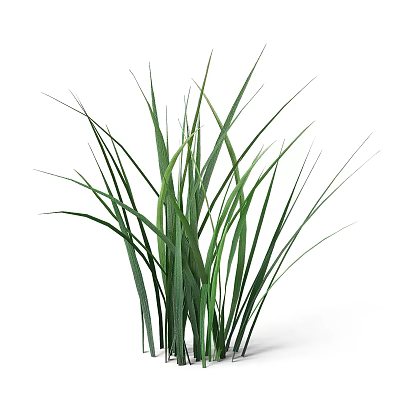 Fresh Green Ornamental Grass With Long Leaves For Home Decoration 3d model