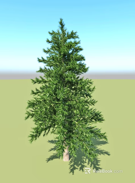 Evergreen Arbor Tree With Lush Green Foliage And Tall Straight Trunk For Outdoor Garden Landscaping 3d model 