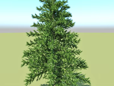 Evergreen Arbor Tree With Lush Green Foliage And Tall Straight Trunk For Outdoor Garden Landscaping 3d model