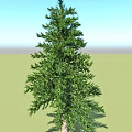 Evergreen Arbor Tree With Lush Green Foliage And Tall Straight Trunk For Outdoor Garden Landscaping