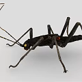 Black Reptile With Long Antennae Slender Legs And Segmented Body With Red Spots
