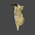 Vintage Bull Skull with Natural Horns as Decorative Wall Art Piece