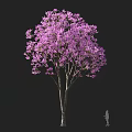 Tall Lush Arbor With Purple Flowers In Full Bloom And Human Silhouette