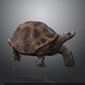 Detailed Brown Turtle with Textured Shell Standing on Dark Reflective Surface 3d model