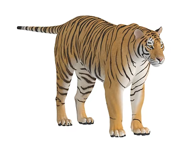 Realistic Tiger Standing With Striped Fur And Alert Expression In White Background 3d model