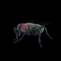 Close Up View Of Green House Fly With Red Eyes On Black Background