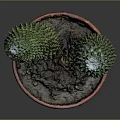 Green Spiky Cactus Plant in Red Terracotta Pot with Two Branches on Dark Background