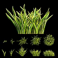 Lush Green Herb Plants With Diverse Leaf Shapes And Round Foliage For Garden