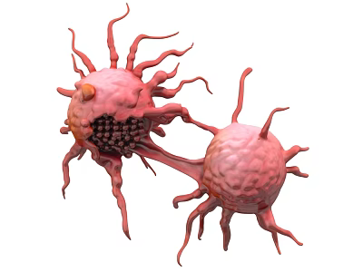 Microscopic View Of Two Interconnected Biological Cells With Protrusions And Structural Features 3d model
