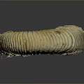 Ammonite Fossil Displaying Spiral Structure And Rich Brown Golden Textured Surface