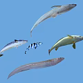 Various Aquatic Fish Species With Spotted Striped Yellow Silver And Elongated Bodies