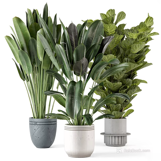 Various Indoor Houseplants With Large Green Leaves In Decorative Modern Pots 3d model 