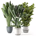 Various Indoor Houseplants With Large Green Leaves In Decorative Modern Pots