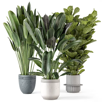Various Indoor Houseplants With Large Green Leaves In Decorative Modern Pots 3d model
