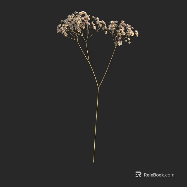 Dried Floral Arrangement With White Small Blooms And Slender Stems On Black Background 3d model 
