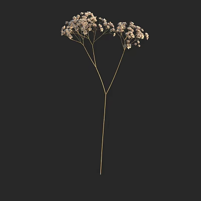 Dried Floral Arrangement With White Small Blooms And Slender Stems On Black Background 3d model