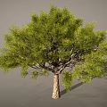 Cartoon Scenery Featuring Three Green Trees Brown Trunks And Shadows On Gray Background 3d model