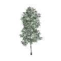 Tall Arbor With Green Foliage And White Trunk In Natural Landscape