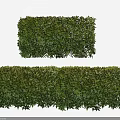 Well Trimmed Green Bushes With Neat Rectangular Shape For Garden Landscaping
