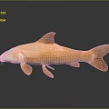 Orange Carp Aquatic Animal 3D Rendered With Detailed Texture On Gray Background