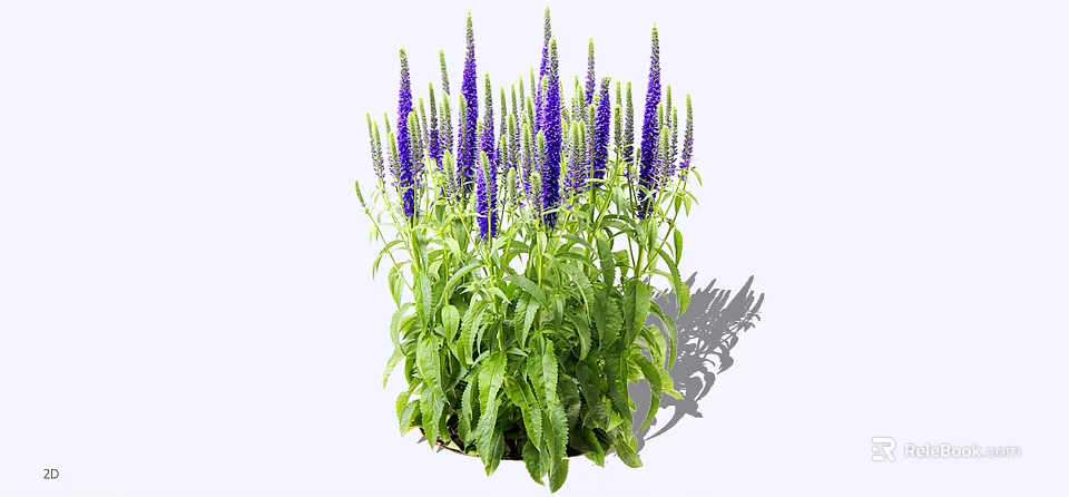 Tall Purple Flower Spikes Growing With Lush Green Leaves In A Bushy Cluster 3d model 
