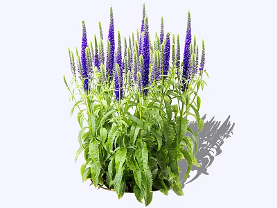 Tall Purple Flower Spikes Growing With Lush Green Leaves In A Bushy Cluster 3d model