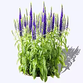 Tall Purple Flower Spikes Growing With Lush Green Leaves In A Bushy Cluster