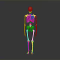 Realistic Golden Human Skeleton Anatomical Model Full Body Standing On Gray Background