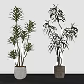 Bonsai Potted Plants Featuring Broad Slender Leaves In Textured White Beige Pots On Gray Tabletop