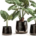 Bonsai Potted Plants with Green Large Leaves in Black Ceramic Pots