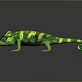 Lizard Anime Lizard Chameleon Cartoon Lizard Reptile Cold Blooded Animal Reptile Class 3d model