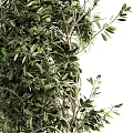 Lush Green Olive Tree Bonsai Plant in Textured Black Decorative Pot
