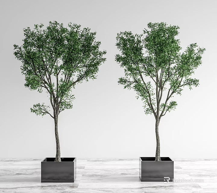 Two Bonsai Trees in Black Square Pots on Indoor Wooden Floor with Light Background 3d model 