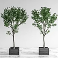 Two Bonsai Trees in Black Square Pots on Indoor Wooden Floor with Light Background