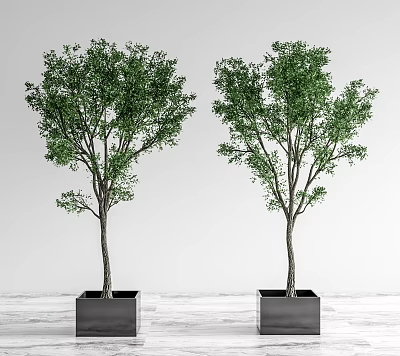 Two Bonsai Trees in Black Square Pots on Indoor Wooden Floor with Light Background 3d model