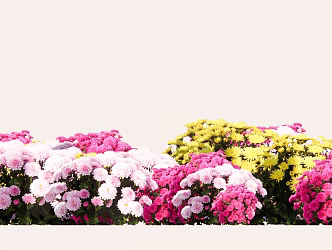 Modern Plant Flower Border Plant Group 3d model
