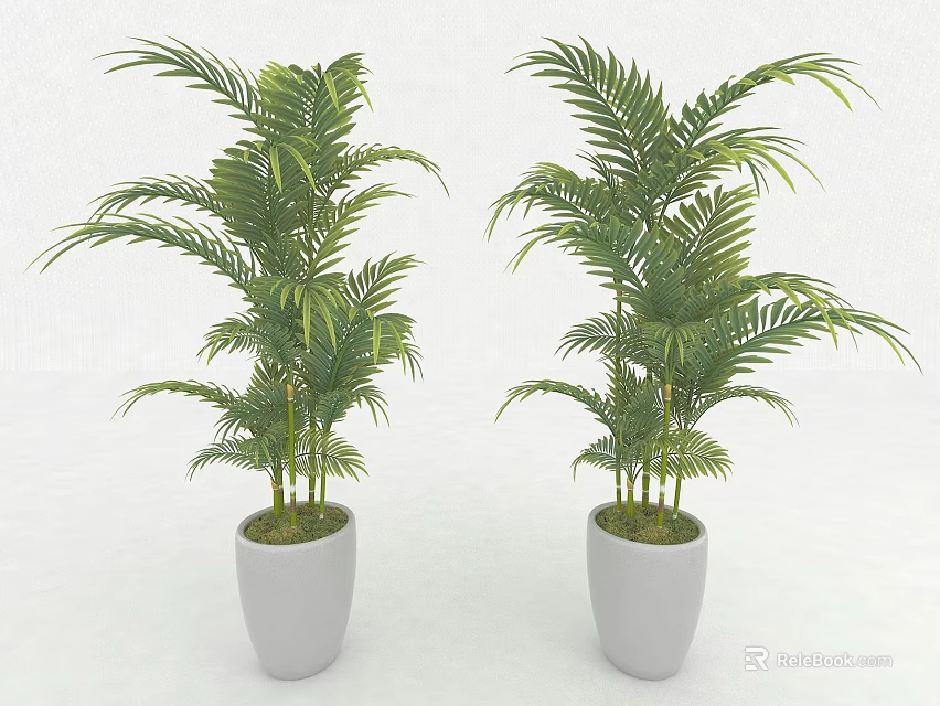 Two Green Palm Plants In White Flower Pots For Indoor Decor 3d model 