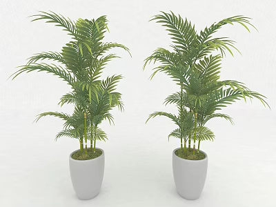Two Green Palm Plants In White Flower Pots For Indoor Decor 3d model