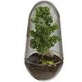 Decorative Bonsai Plant in Transparent Glass Container with Green Foliage Stones and Moss