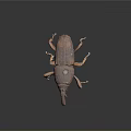 Brown Beetle With Long Snout Detailed Body Close Up View On Dark Background