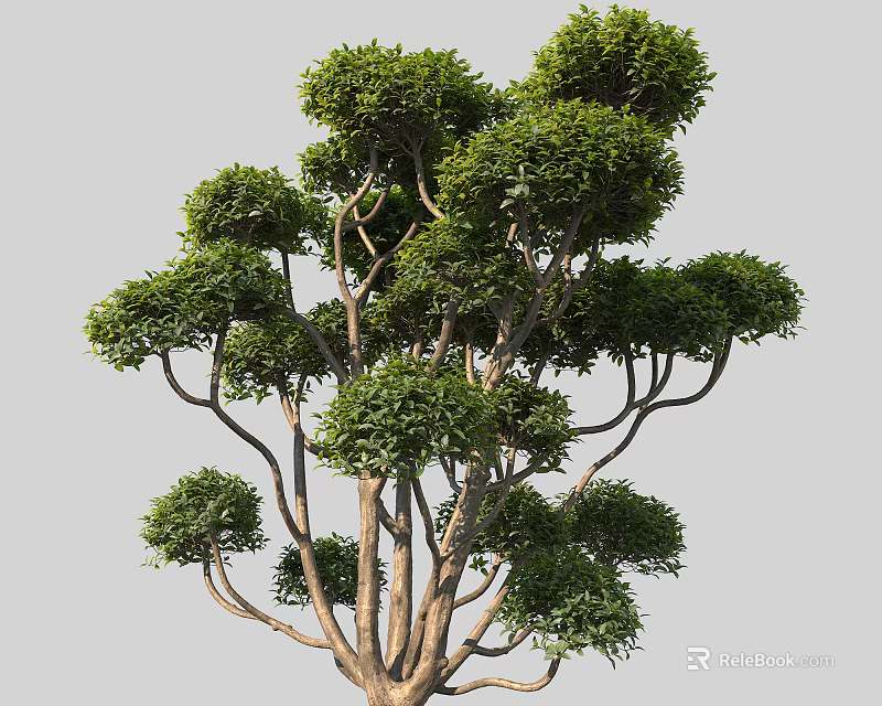 Arbor With Lush Green Foliage And Multiple Branches In Natural Shape 3d model 
