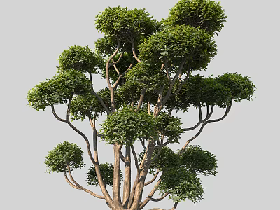 Arbor With Lush Green Foliage And Multiple Branches In Natural Shape 3d model